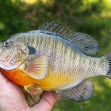 bluegill-fishing-tips